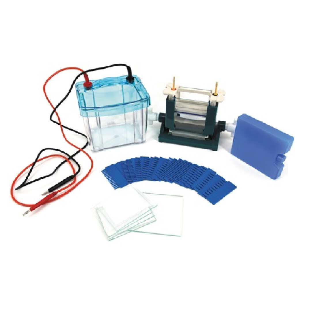 Dual-Gel SDS-PAGE Electrophoresis