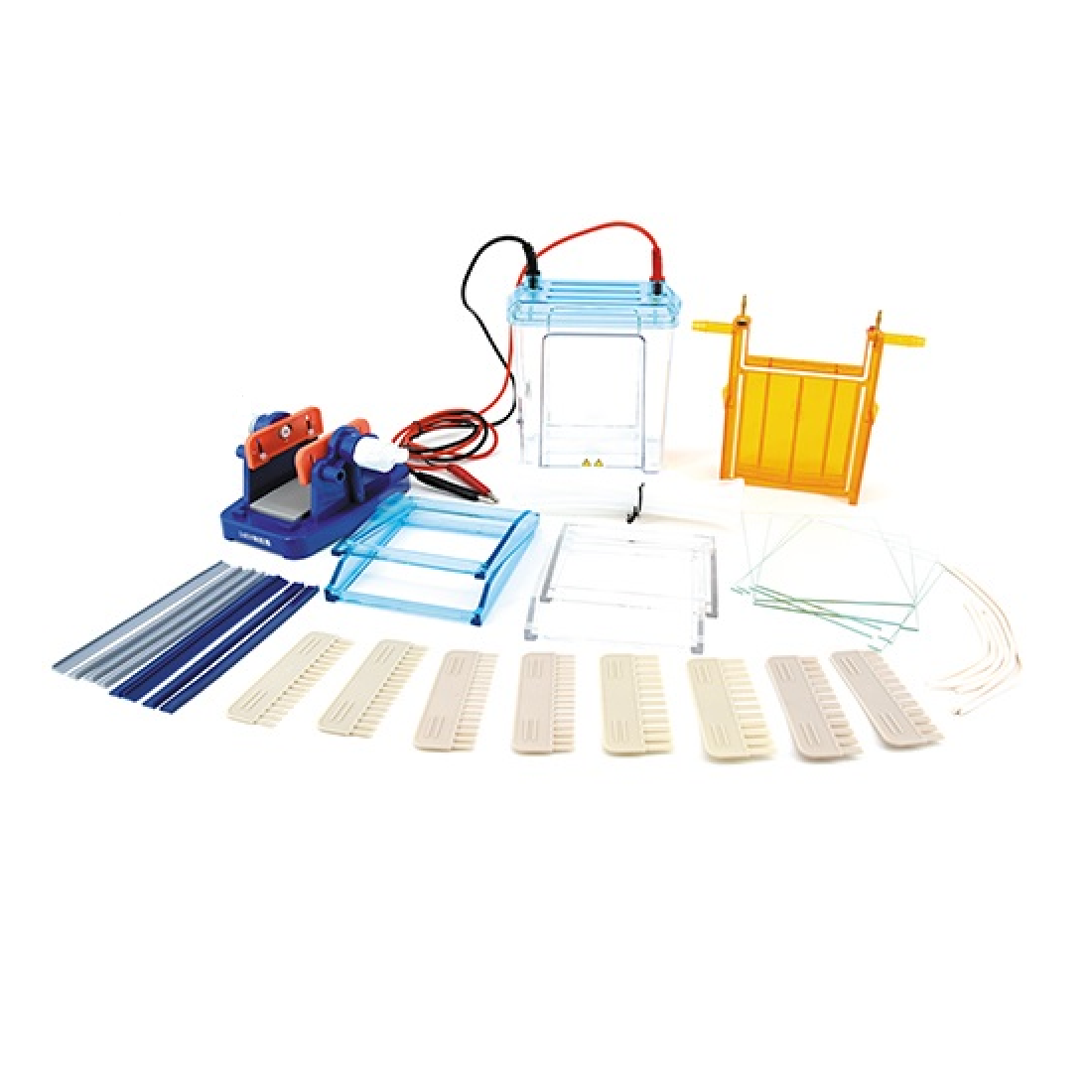 Dual-Gel SDS-PAGE Electrophoresis