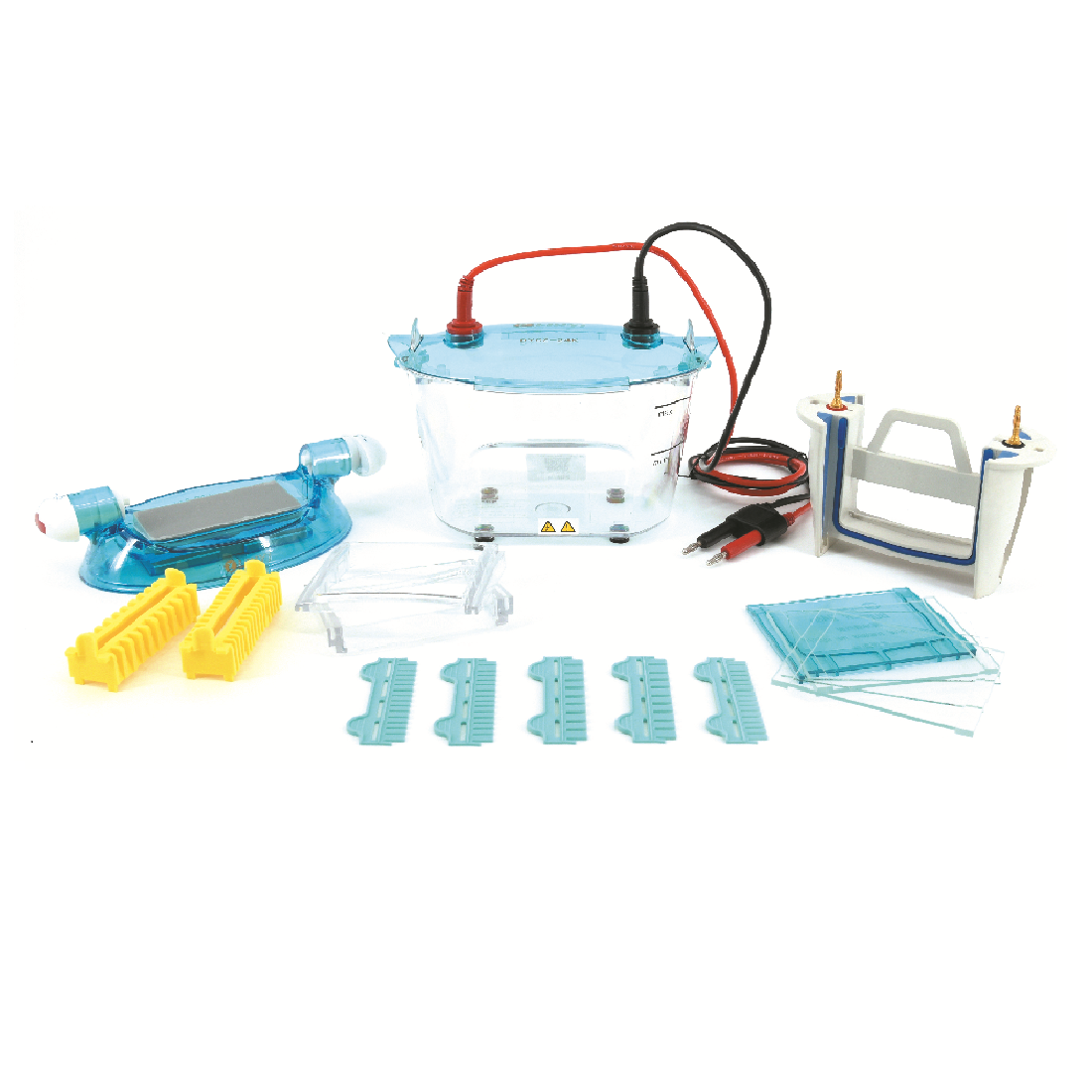 Dual-Gel SDS-PAGE Electrophoresis